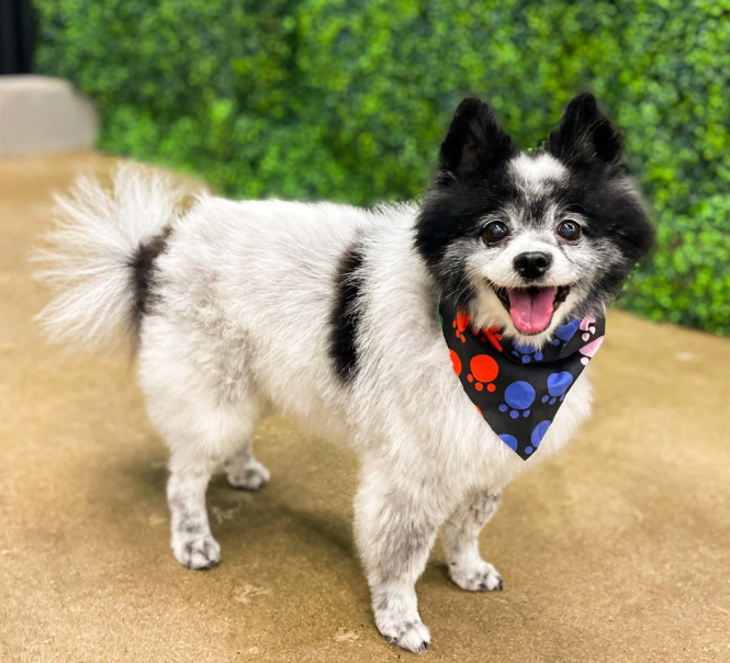 Animal House Day Care - happy pets