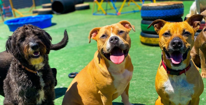 Animal House Day Care - banner