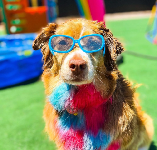 Animal House Day Care - structured play