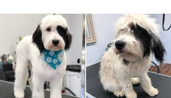 Doggie Dearest Pet Spa - before after - Biznis Resource Doggie Dearest Pet Spa - before after