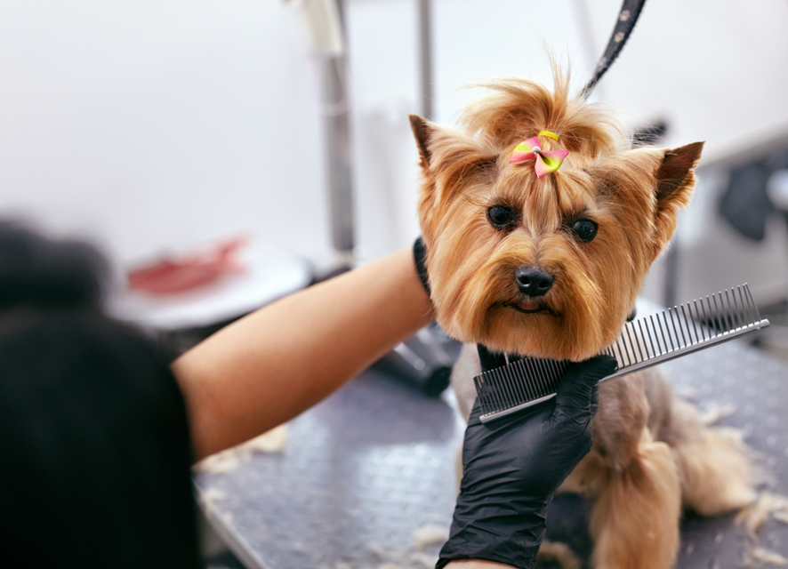Doggie Dearest replacement banner - Biznis Resource Doggie Dearest - luxury grooming