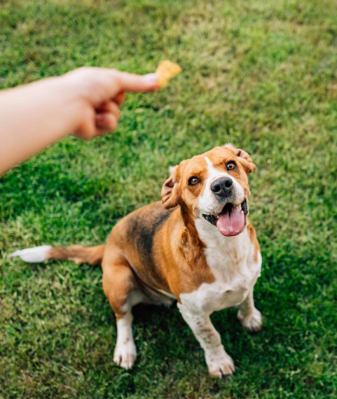 Life Elevated - happy dogs