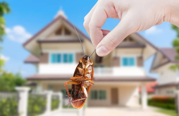 Perkins Pest Control - pest-free homes