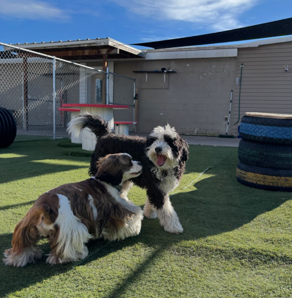 Animal House Day Care - outside play areas