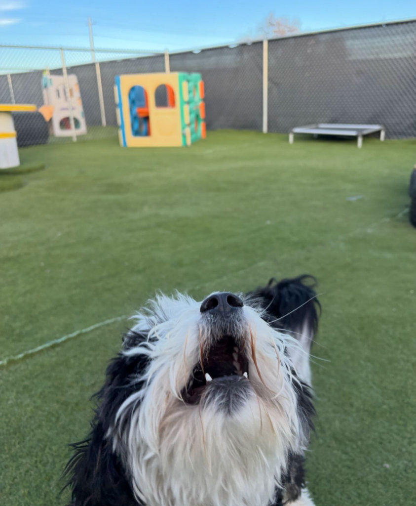 Animal House Day Care - play areas