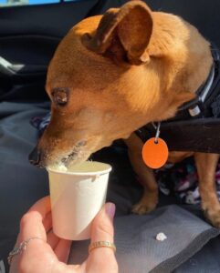 Cafe Bloomm - pup cups