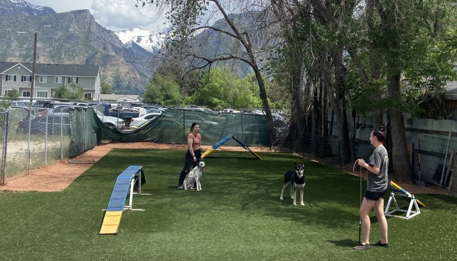 Canine Connection - training