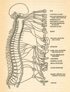 Kelser Chiropractic Clinic - Diagram