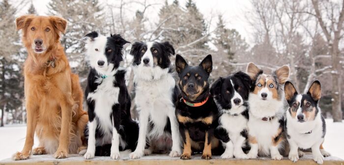 Canine Creations - happy dogs