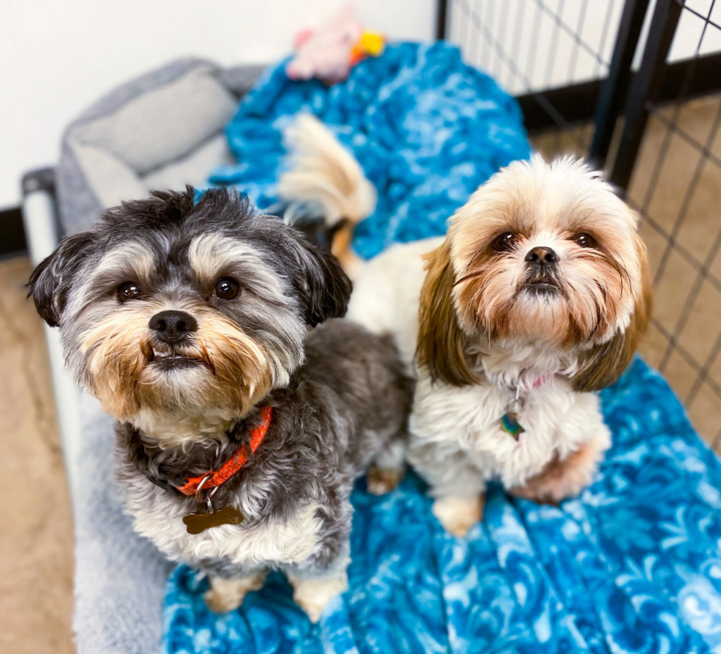 Aninmal House Day Care - boarding for dogs and cats