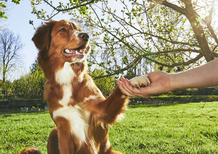 k9 - happy dogs