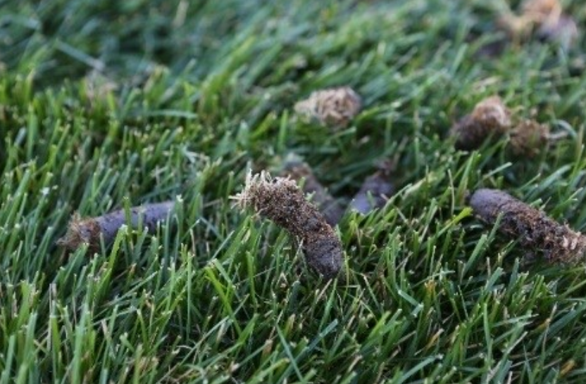 Plugs Lawn Aeration - Lawncare close-up