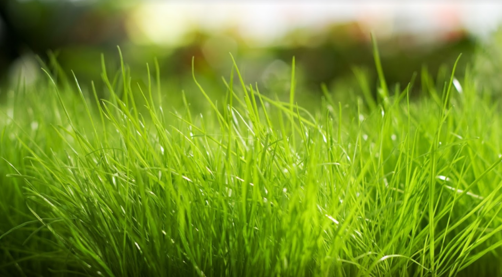 Plugs Lawn Aeration - lush grass